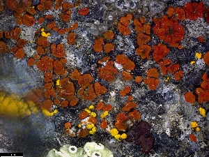  (Caloplaca - CCDB-44241-H11)  @11 [ ] CreativeCommons - Attribution Non-Commercial Share-Alike (2024) Canadian Museum of Nature Canadian Museum of Nature