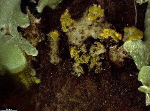  (Xanthomendoza - CCDB-44241-F02)  @11 [ ] CreativeCommons - Attribution Non-Commercial Share-Alike (2024) Canadian Museum of Nature Canadian Museum of Nature