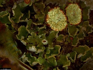  (Cladonia cf. pocillum - CCDB-44241-F09)  @11 [ ] CreativeCommons - Attribution Non-Commercial Share-Alike (2024) Canadian Museum of Nature Canadian Museum of Nature