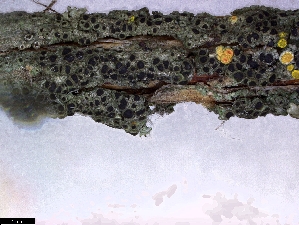  ( - CCDB-44241-E03)  @11 [ ] CreativeCommons - Attribution Non-Commercial Share-Alike (2024) Canadian Museum of Nature Canadian Museum of Nature