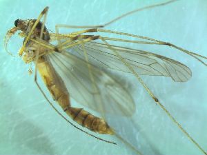  ( - bf-dip-00530)  @11 [ ] CreativeCommons - Attribution Non-Commercial Share-Alike (2015) Kjell Magne Olsen BioFokus