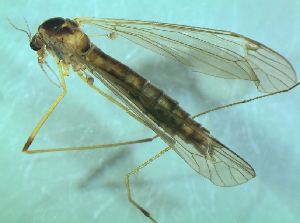  ( - bf-dip-00531)  @11 [ ] CreativeCommons - Attribution Non-Commercial Share-Alike (2015) Kjell Magne Olsen BioFokus