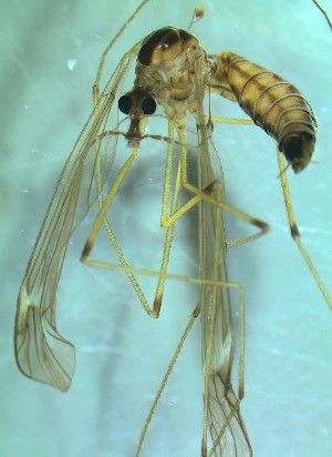  ( - bf-dip-00532)  @11 [ ] CreativeCommons - Attribution Non-Commercial Share-Alike (2015) Kjell Magne Olsen BioFokus