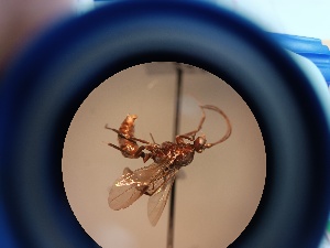  (Odontomachus caelatus - QCAZI_52173)  @11 [ ] CC-BY-NC-ND (2024) QCAZ Pontificia Universidad Católica del Ecuador