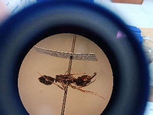  (Odontomachus bradleyi - QCAZI_58091)  @11 [ ] CC-BY-NC-ND (2024) QCAZ Pontificia Universidad Católica del Ecuador