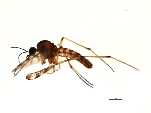  ( - DIPNO-0020)  @13 [ ] CreativeCommons - Attribution (2009) CBG Photography Group Centre for Biodiversity Genomics