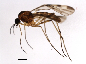  ( - DIPNO-0031)  @13 [ ] CreativeCommons - Attribution (2009) CBG Photography Group Centre for Biodiversity Genomics