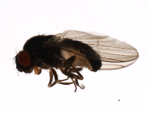  (Drosophila subobscura - DIPNO-0055)  @14 [ ] CreativeCommons - Attribution (2009) CBG Photography Group Centre for Biodiversity Genomics