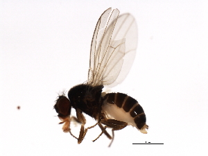  (Drosophila subobscura - DIPNO-0072)  @14 [ ] CreativeCommons - Attribution (2009) CBG Photography Group Centre for Biodiversity Genomics