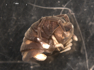  ( - NMNHS-PES-00010)  @11 [ ] CreativeCommons - Attribution (2009) CBG Photography Group Centre for Biodiversity Genomics