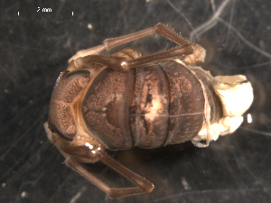  ( - NMNHS-PES-00011)  @11 [ ] CreativeCommons - Attribution (2009) CBG Photography Group Centre for Biodiversity Genomics