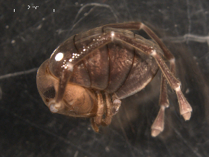  ( - NMNHS-PES-00012)  @12 [ ] CreativeCommons - Attribution (2009) CBG Photography Group Centre for Biodiversity Genomics