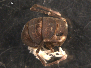  ( - NMNHS-PES-00013)  @11 [ ] CreativeCommons - Attribution (2009) CBG Photography Group Centre for Biodiversity Genomics