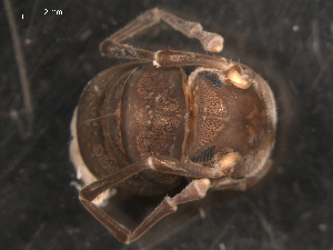  ( - NMNHS-PES-00014)  @11 [ ] CreativeCommons - Attribution (2009) CBG Photography Group Centre for Biodiversity Genomics