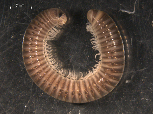  ( - GAB-ONT-007)  @12 [ ] CreativeCommons - Attribution (2009) CBG Photography Group Centre for Biodiversity Genomics