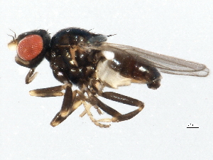  ( - 10BBDIP-1482)  @12 [ ] CreativeCommons - Attribution (2010) CBG Photography Group Centre for Biodiversity Genomics