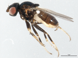  (Malloewia diabolus - 10BBDIP-1483)  @14 [ ] CreativeCommons - Attribution (2010) CBG Photography Group Centre for Biodiversity Genomics