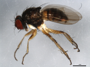  ( - 10BBDIP-1024)  @13 [ ] CreativeCommons - Attribution (2010) CBG Photography Group Centre for Biodiversity Genomics