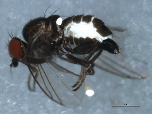  (Phytomyza vomitoriae - 10BBDIP-1285)  @12 [ ] CreativeCommons - Attribution (2010) CBG Photography Group Centre for Biodiversity Genomics