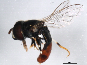  ( - 10BBDIP-1339)  @13 [ ] CreativeCommons - Attribution (2010) CBG Photography Group Centre for Biodiversity Genomics