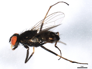  ( - 10BBDIP-1411)  @13 [ ] CreativeCommons - Attribution (2010) CBG Photography Group Centre for Biodiversity Genomics