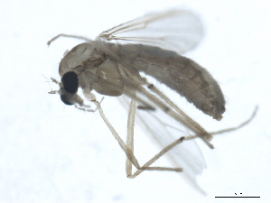  ( - 10BBDIP-1535)  @12 [ ] CreativeCommons - Attribution (2010) CBG Photography Group Centre for Biodiversity Genomics