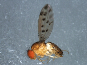  (Drosophila guttifera - 10BBDIP-1584)  @14 [ ] CreativeCommons - Attribution (2010) CBG Photography Group Centre for Biodiversity Genomics
