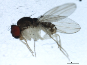  ( - 10BBDIP-1597)  @13 [ ] CreativeCommons - Attribution (2010) CBG Photography Group Centre for Biodiversity Genomics