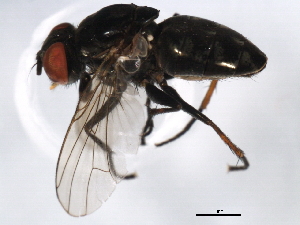  ( - 10BBDIP-1687)  @12 [ ] CreativeCommons - Attribution (2010) CBG Photography Group Centre for Biodiversity Genomics