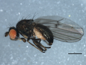  ( - 10BBDIP-1762)  @13 [ ] CreativeCommons - Attribution (2010) CBG Photography Group Centre for Biodiversity Genomics