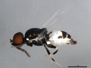  (Nemotelus slossonae - 10BBDIP-1857)  @13 [ ] CreativeCommons - Attribution (2010) CBG Photography Group Centre for Biodiversity Genomics