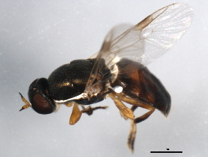  ( - 10BBDIP-1863)  @13 [ ] CreativeCommons - Attribution (2010) CBG Photography Group Centre for Biodiversity Genomics