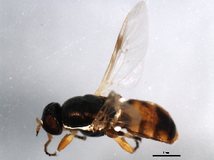  ( - 10BBDIP-1865)  @13 [ ] CreativeCommons - Attribution (2010) CBG Photography Group Centre for Biodiversity Genomics