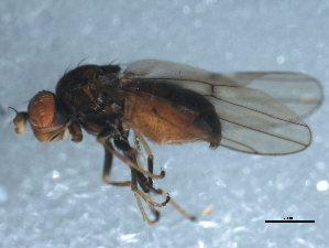  ( - 10BBDIP-1941)  @13 [ ] CreativeCommons - Attribution (2010) CBG Photography Group Centre for Biodiversity Genomics