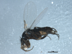  ( - 10BBDIP-1951)  @12 [ ] CreativeCommons - Attribution (2010) CBG Photography Group Centre for Biodiversity Genomics