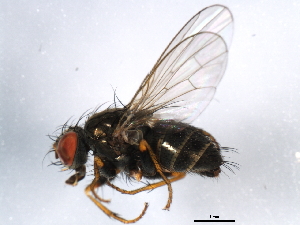  ( - 10BBDIP-2073)  @13 [ ] CreativeCommons - Attribution (2010) CBG Photography Group Centre for Biodiversity Genomics