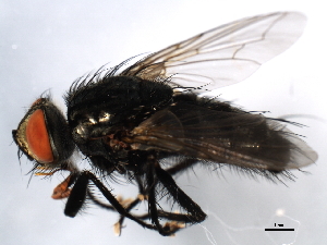  ( - 10BBDIP-2081)  @12 [ ] CreativeCommons - Attribution (2010) CBG Photography Group Centre for Biodiversity Genomics