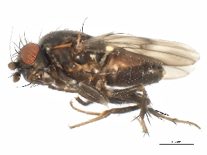  (Rachispoda fumipennis group - 10BBDIP-2114)  @14 [ ] CreativeCommons - Attribution (2010) CBG Photography Group Centre for Biodiversity Genomics
