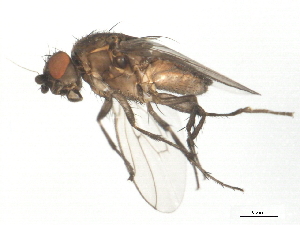  (Rachispoda atra species group - 10BBDIP-2124)  @14 [ ] CreativeCommons - Attribution (2010) CBG Photography Group Centre for Biodiversity Genomics
