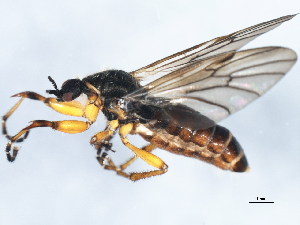  (Bibio lobatus - 10BBDIP-2188)  @14 [ ] CreativeCommons - Attribution (2010) CBG Photography Group Centre for Biodiversity Genomics