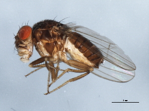  (Drosophila nigrospiracula - 10BBDIP-2192)  @15 [ ] CreativeCommons - Attribution (2010) CBG Photography Group Centre for Biodiversity Genomics