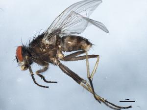  ( - 10BBDIP-2237)  @13 [ ] CreativeCommons - Attribution (2010) CBG Photography Group Centre for Biodiversity Genomics