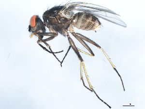  ( - 10BBDIP-2247)  @13 [ ] CreativeCommons - Attribution (2010) CBG Photography Group Centre for Biodiversity Genomics