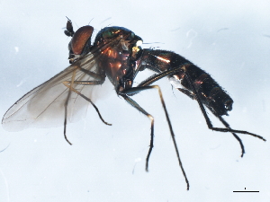  (Plagioneurinae - 10BBDIP-2257)  @14 [ ] CreativeCommons - Attribution (2010) CBG Photography Group Centre for Biodiversity Genomics