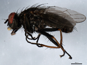  ( - 10BBDIP-0845)  @13 [ ] CreativeCommons - Attribution (2010) CBG Photography Group Centre for Biodiversity Genomics