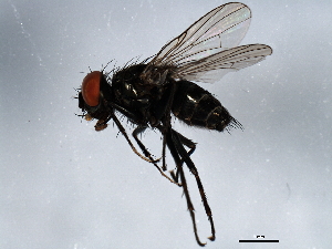  ( - 10BBDIP-0847)  @13 [ ] CreativeCommons - Attribution (2010) CBG Photography Group Centre for Biodiversity Genomics