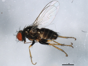  ( - 10BBDIP-0972)  @13 [ ] CreativeCommons - Attribution (2010) CBG Photography Group Centre for Biodiversity Genomics