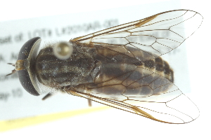  ( - 10BBDIP-0275)  @14 [ ] CreativeCommons - Attribution (2010) CBG Photography Group Centre for Biodiversity Genomics