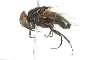  ( - 10BBDIP-0332)  @13 [ ] CreativeCommons - Attribution (2010) CBG Photography Group Centre for Biodiversity Genomics