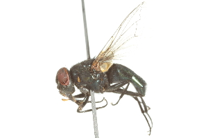  ( - 10BBDIP-0333)  @13 [ ] CreativeCommons - Attribution (2010) CBG Photography Group Centre for Biodiversity Genomics